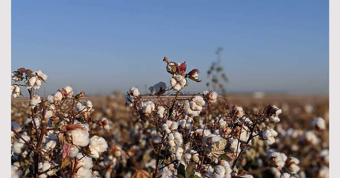 organic-september-organic-cotton